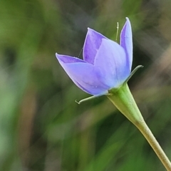 Wahlenbergia multicaulis at Mitchell, ACT - 10 Nov 2022