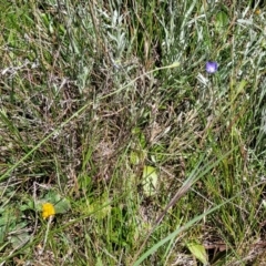 Wahlenbergia multicaulis at Mitchell, ACT - 10 Nov 2022 11:43 AM