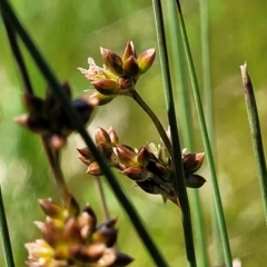 Juncus subsecundus (Finger Rush) at Crace Grasslands - 10 Nov 2022 by trevorpreston