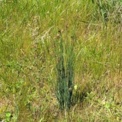 Juncus subsecundus at Mitchell, ACT - 10 Nov 2022