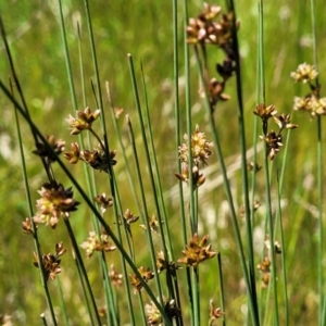 Juncus subsecundus at Mitchell, ACT - 10 Nov 2022