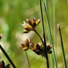 Juncus subsecundus at Mitchell, ACT - 10 Nov 2022