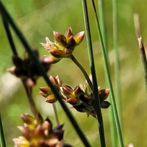 Juncus subsecundus at Mitchell, ACT - 10 Nov 2022