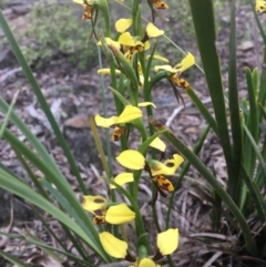 Diuris sulphurea (Tiger Orchid) at Wamboin, NSW - 18 Oct 2020 by Devesons