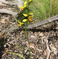 Diuris sulphurea at Wamboin, NSW - 18 Oct 2020