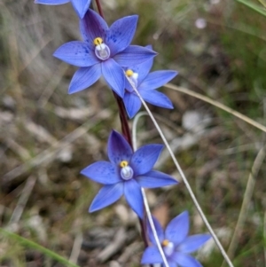 Thelymitra simulata at Sutton, NSW - 3 Nov 2022