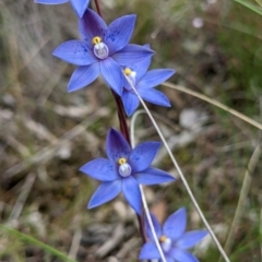 Thelymitra simulata (Graceful Sun-orchid) at Sutton, NSW - 3 Nov 2022 by brunonia