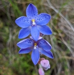 Thelymitra ixioides (Dotted Sun Orchid) at Gundaroo, NSW - 3 Nov 2022 by brunonia