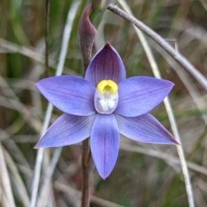Thelymitra sp. (pauciflora complex) at Sutton, NSW - 3 Nov 2022