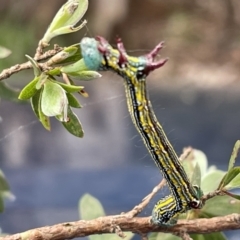 Chlenias (genus) (A looper moth) at Bundanoon, NSW - 3 Nov 2022 by ESP