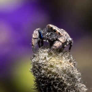 Simaethula sp. (genus) at Acton, ACT - 9 Nov 2022