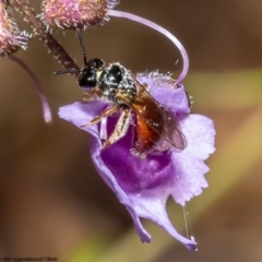 Exoneura sp. (genus) (A reed bee) at Acton, ACT - 8 Nov 2022 by Roger