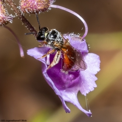 Exoneura sp. (genus) (A reed bee) at Acton, ACT - 8 Nov 2022 by Roger