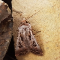 Agrotis munda (Brown Cutworm) at Gundaroo, NSW - 15 Dec 2019 by Gunyijan