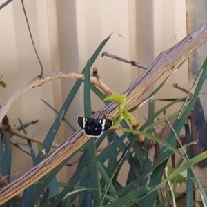 Phalaenoides glycinae at Kambah, ACT - 10 Nov 2022 02:53 PM