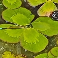 Unidentified Damselfly (Zygoptera) at Molonglo Valley, ACT - 9 Nov 2022 by galah681