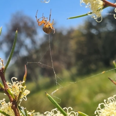 Salsa fuliginata (Sooty Orb-weaver) at Molonglo Valley, ACT - 10 Nov 2022 by galah681