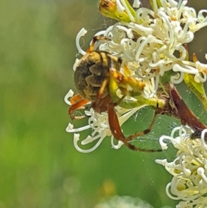 Salsa fuliginata at Molonglo Valley, ACT - 10 Nov 2022