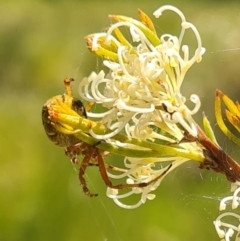 Salsa fuliginata at Molonglo Valley, ACT - 10 Nov 2022