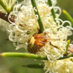 Salsa fuliginata at Molonglo Valley, ACT - 10 Nov 2022