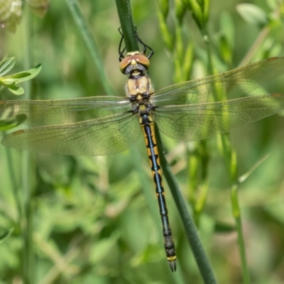 Hemicordulia tau (Tau Emerald) at Callum Brae - 10 Nov 2022 by rawshorty