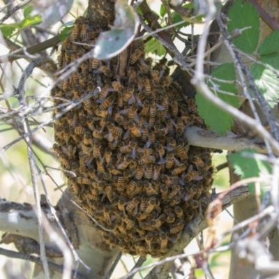 Apis mellifera (European honey bee) at Callum Brae - 10 Nov 2022 by rawshorty