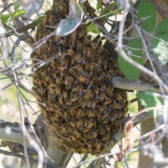 Apis mellifera (European honey bee) at Jerrabomberra, ACT - 10 Nov 2022 by rawshorty