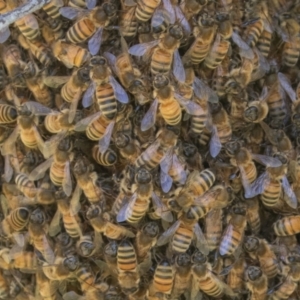 Apis mellifera at Jerrabomberra, ACT - 10 Nov 2022