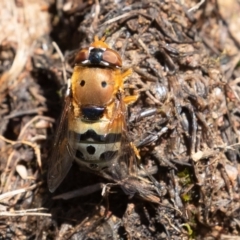 Austalis pulchella (Hover fly) at Callum Brae - 10 Nov 2022 by rawshorty