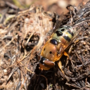 Austalis pulchella at Jerrabomberra, ACT - 10 Nov 2022