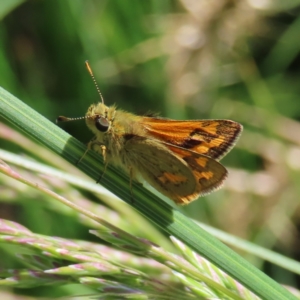 Ocybadistes walkeri at Kambah, ACT - 10 Nov 2022 03:54 PM