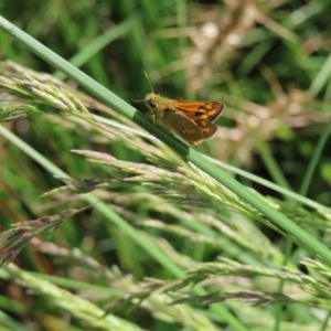 Ocybadistes walkeri at Kambah, ACT - 10 Nov 2022