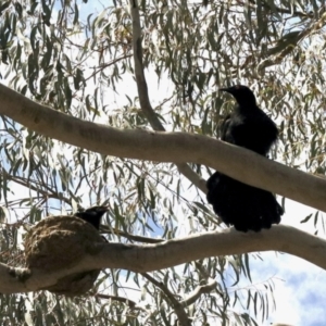 Corcorax melanorhamphos at Nicholls, ACT - 9 Nov 2022