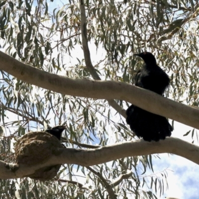 Corcorax melanorhamphos (White-winged Chough) at Percival Hill - 8 Nov 2022 by KMcCue