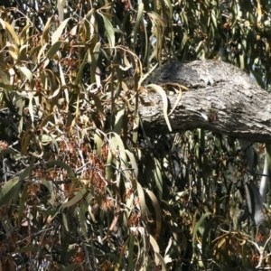 Delias harpalyce at Nicholls, ACT - 9 Nov 2022 09:36 AM