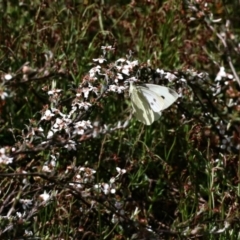 Pieris rapae (Cabbage White) at Nicholls, ACT - 9 Nov 2022 by KMcCue