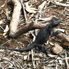 Pogona barbata (Eastern Bearded Dragon) at Percival Hill - 9 Nov 2022 by KMcCue