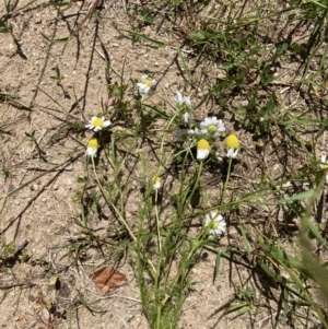 Matricaria chamomilla at Yarralumla, ACT - 10 Nov 2022