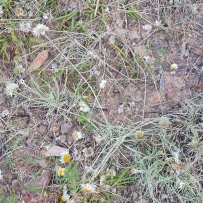 Leucochrysum albicans subsp. tricolor (Hoary Sunray) at Isaacs, ACT - 10 Nov 2022 by Mike