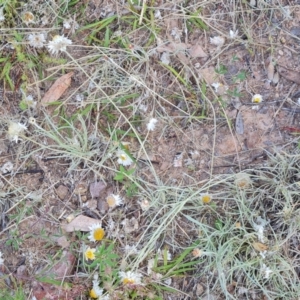 Leucochrysum albicans subsp. tricolor at Isaacs, ACT - 10 Nov 2022