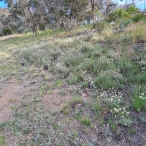 Leucochrysum albicans subsp. tricolor at Isaacs, ACT - 10 Nov 2022