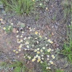 Leucochrysum albicans subsp. tricolor at Isaacs, ACT - 10 Nov 2022