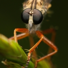 Cerdistus sp. (genus) (Yellow Slender Robber Fly) at Cook, ACT - 9 Nov 2022 by amiessmacro