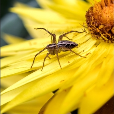 Oxyopes (genus) (Lynx spider) at Holt, ACT - 10 Nov 2022 by Margo