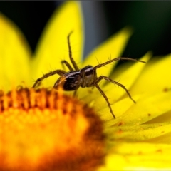 Oxyopes sp. (genus) at Holt, ACT - 10 Nov 2022