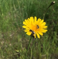 Lasioglossum (Chilalictus) lanarium (Halictid bee) at Cooleman Ridge - 8 Nov 2022 by actforbees