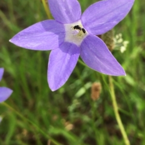 Apiformes (informal group) at Stromlo, ACT - 8 Nov 2022