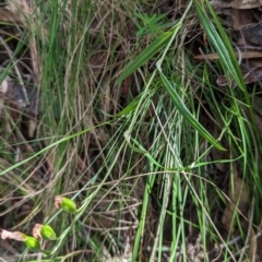 Bunochilus montanus (Montane Leafy Greenhood) at Paddys River, ACT - 9 Nov 2022 by mainsprite