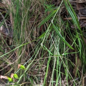 Bunochilus montanus (ACT) = Pterostylis jonesii (NSW) at Paddys River, ACT - suppressed