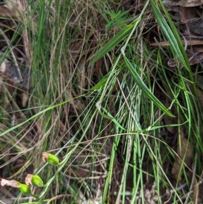 Bunochilus montanus (Montane Leafy Greenhood) at Jedbinbilla - 9 Nov 2022 by mainsprite